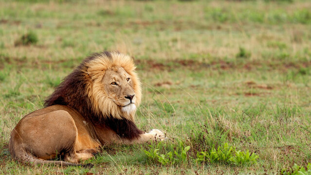 View of a majestic male lion with a thick mane resting in the grassy savanna of the Welgevonden Game Reserve in Waterberg District Municipality, Limpopo, South Africa.