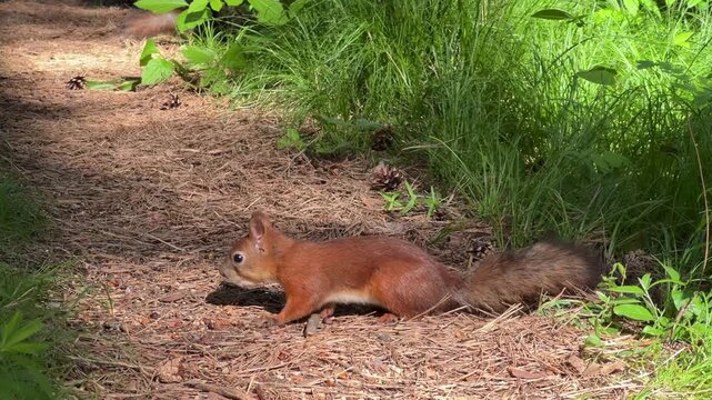 A red squirrel searches for food and eats on the ground on a sunny day in the pine forest. Sciurus vulgaris. 4K footage