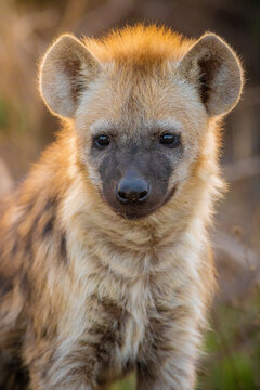 View of a young spotted hyena with soft fur and alert ears in the wild savanna of Kruger Park, Mpumalanga, South Africa.