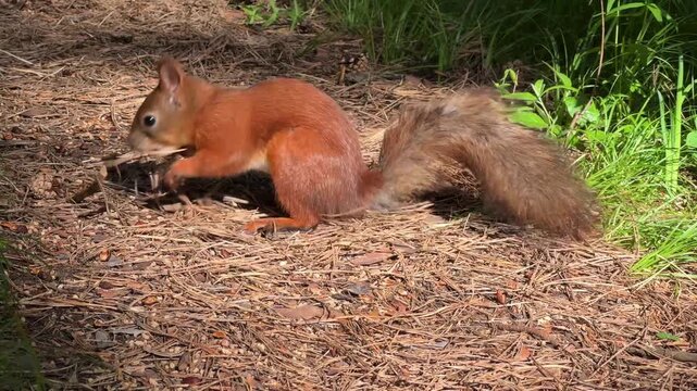 A red squirrel searches for food and eats on the ground on a sunny day in the pine forest. Sciurus vulgaris. 4K footage