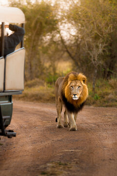 View of a majestic male lion with a thick mane walking along a dirt road near a safari vehicle in the savanna in Kruger Park, Mpumalanga, South Africa.