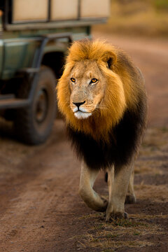 View of a majestic male lion with a thick mane walking along a dirt road near a safari vehicle in Kruger Park, Mpumalanga, South Africa.