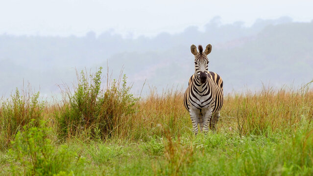 View of a zebra standing in the tall grass of the Welgevonden Game Reserve in Waterberg District Municipality, Limpopo, South Africa.