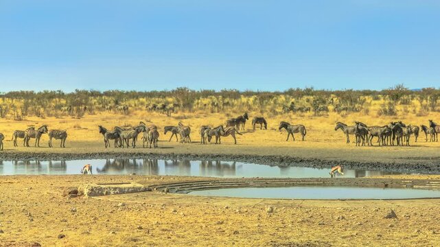 Wide angle panorama of wild animals like zebras, hartebeests and springboks drinking at Nebrownii waterhole in savannah dry season. Etosha National Park in Namibia.