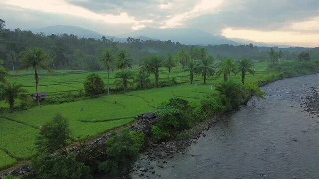 Aerial view of Taba Tembilang rice fields along a river with palm trees and distant mountains in Arga Makmur, Bengkulu, Indonesia.