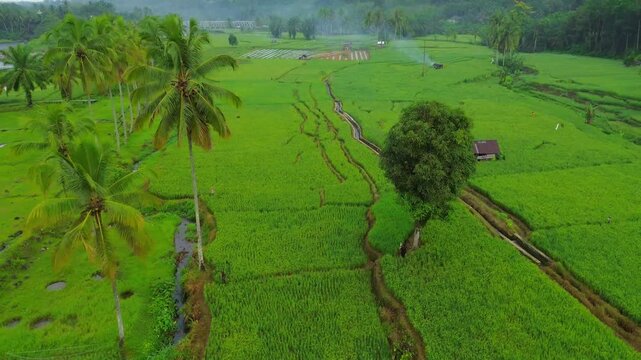 Aerial view of Taba Tembilang rice fields with lush green vegetation, palm trees, and irrigation channels in Arga Makmur, Bengkulu, Indonesia.