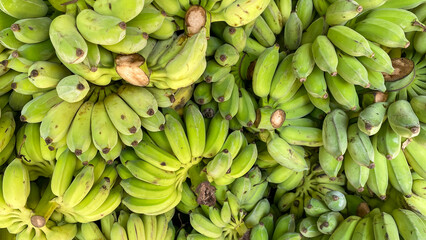Fresh raw green bananas bunch, agricultural product background. © thongdee