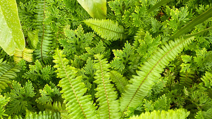 Lush green fern leaves texture, natural tropical foliage background. © thongdee