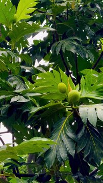 Breadfruit (Artocarpus) on tree