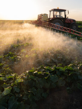 Agricultural Tractor Spraying Cucumber Field at Sunset
