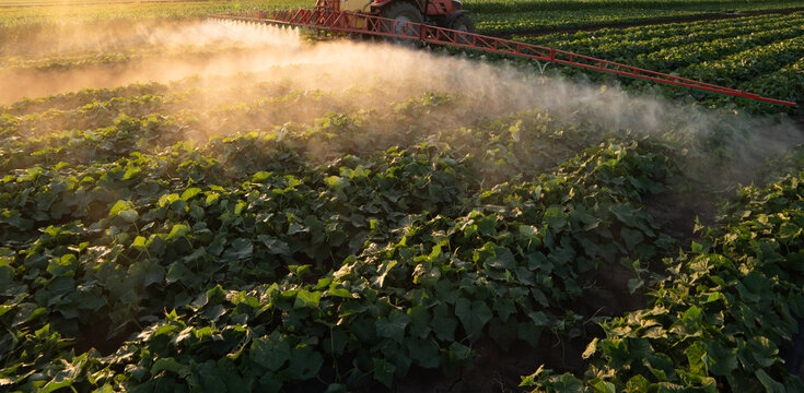 Agricultural Tractor Spraying Cucumber Field at Sunset