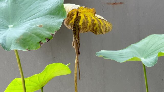 Garden lizard under leaf like umbrella