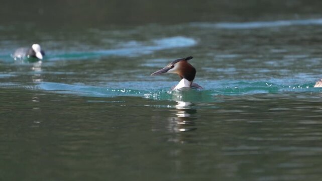 Great crested grebes glide across calm waters of Lake Walensee, showcasing natural wildlife behavior.