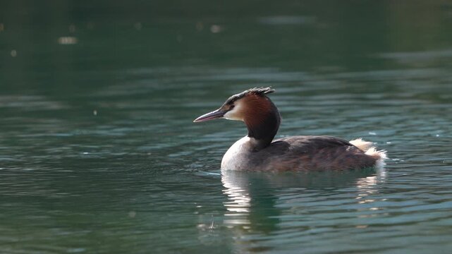Close up footage of a great crested grebe with its distinctive brown crest swimming gracefully on calm lake water.