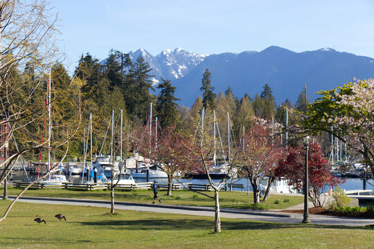 Sailboats moored at a Coal Harbour marina with snow-capped North Shore mountains beyond, a jogger on the seawall path and geese on green grass framed by spring cherry blossoms in Vancouver.