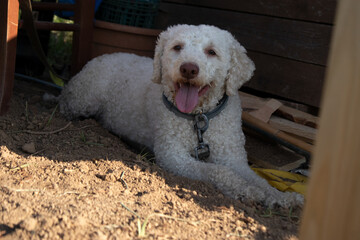 Cane bianco riccioluto sdraiato all’ombra in un cortile esterno, ritratto in un momento di relax che racconta la semplicità e la serenità della vita quotidiana degli animali da compagnia © Ilarialapreziosa