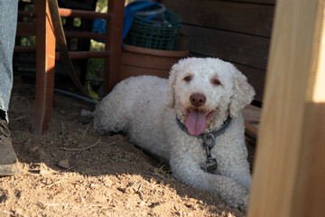 Cane bianco riccioluto sdraiato all’ombra in un cortile esterno, ritratto in un momento di relax che racconta la semplicità e la serenità della vita quotidiana degli animali da compagnia © Ilarialapreziosa