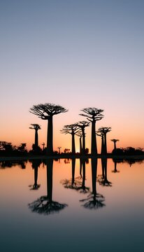 Serene baobab sunset reflections offer tranquil golden hour beauty across a peaceful landscape vista