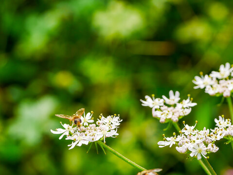 A common field hoverfly (Eupeodes corollae) on a hairy cow-parsnip flower (Chaerophyllum hirsutum). Photographed in Tremosine.