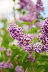 Fototapeta premium Close-up of beautiful purple lilac flowers blooming in spring. Floral background. Selective focus.