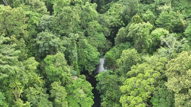 Aerial view of a lush tropical forest with a small stream winding through the dense canopy in Pangandaran Regency, West Java, Indonesia.