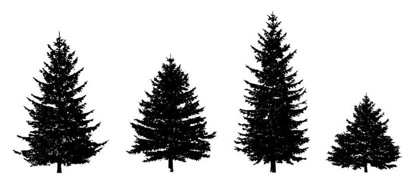 picea fir collection 4 trees (spruce, evergreen, conifer) isolated premium vector image, black shapes
