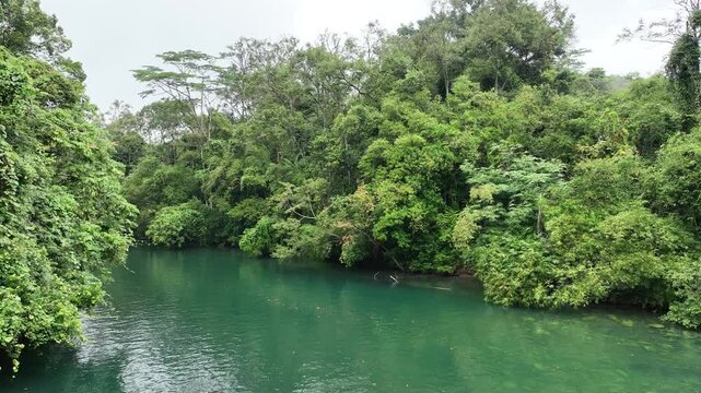 Aerial view of lush tropical jungle along a river with dense green foliage and calm turquoise water in Pangandaran Regency, West Java, Indonesia.