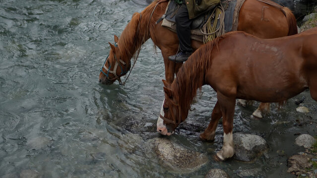 A cropped wide-angle snapshot of horses watering at a shallow gravel ford of a fast-flowing Altai mountain river.