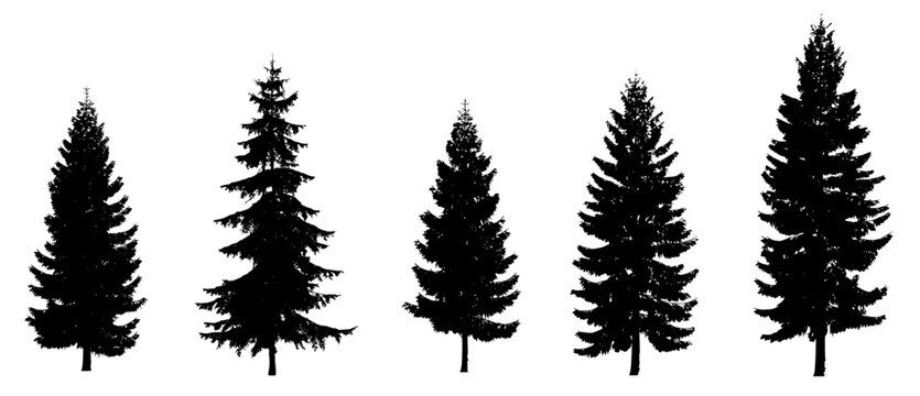 picea fir collection 5 trees (spruce, evergreen, conifer) isolated premium vector image, black shapes