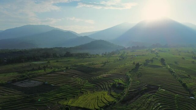 Aerial view of lush green rice terraces in Kemumu, Arma Jaya, illuminated by soft morning light with mountains in the background in Arga Makmur, Bengkulu, Indonesia.