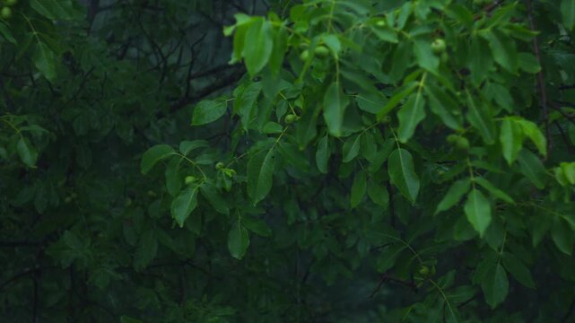 Rain Falling on Green Walnut Tree Leaves in a Moody Garden Scene
