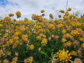Obraz premium yellow flowers against blue sky