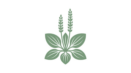 Plantain Plant Vector Illustration © Marchell