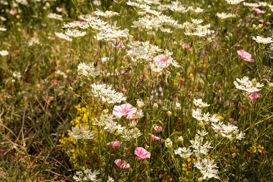 Fleurs sauvages dans un pr&eacute; fleuri, herbes vertes, fleurs blanches, jaunes et roses, nature fra&icirc;che et vivante