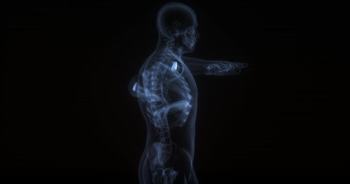 Anconeus muscle in human body. X Ray. Loop