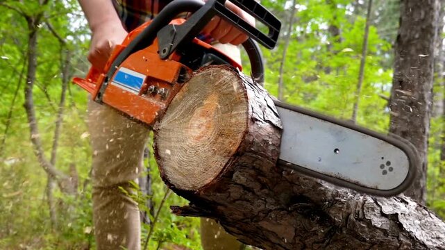 Close-up of a lumberjack using a chainsaw to cut a large tree log in a green summer forest with sawdust flying