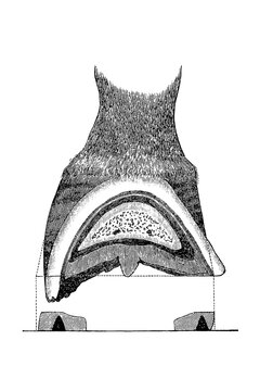 Horse hoof displays the internal structure with layers and textures, showcasing the anatomy and complexity of this vital component, old vintage illustration, 1889.