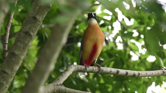 Colorful exotic wild bird with black head, bright orange breast, and red vent perched on a tree branch in a lush green forest.