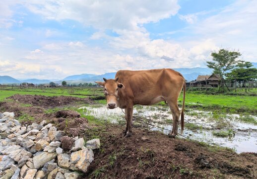 ight brown zebu cow tethered near a small puddle and rock embankment in a scenic rural valley. Capture of livestock management, traditional farming, and rural agriculture under bright sunlight.