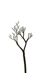 Fototapeta premium Abstract bare tree silhoutte without leaves