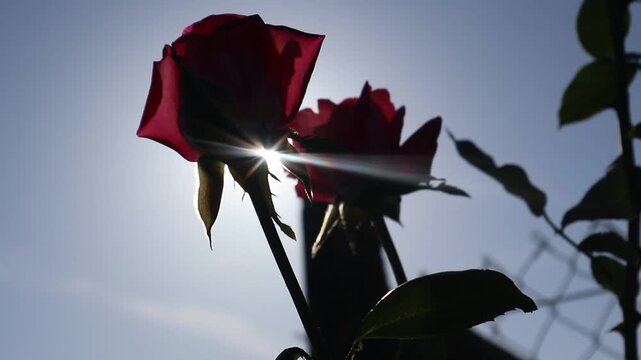 Due rose rosse riprese dal basso mentre la luce del sole filtra tra i petali, creando un effetto luminoso intenso e poetico in una scena naturale che esalta colore, delicatezza e bellezza botanica