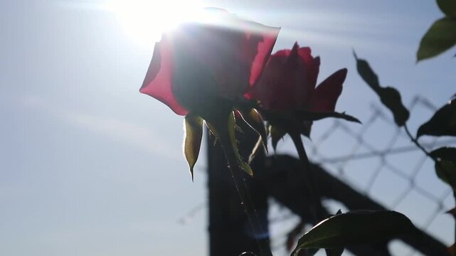Due rose rosse riprese dal basso mentre la luce del sole filtra tra i petali, creando un effetto luminoso intenso e poetico in una scena naturale che esalta colore, delicatezza e bellezza botanica