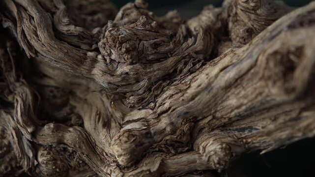 Intricate driftwood grain texture with sculptural organic macro details