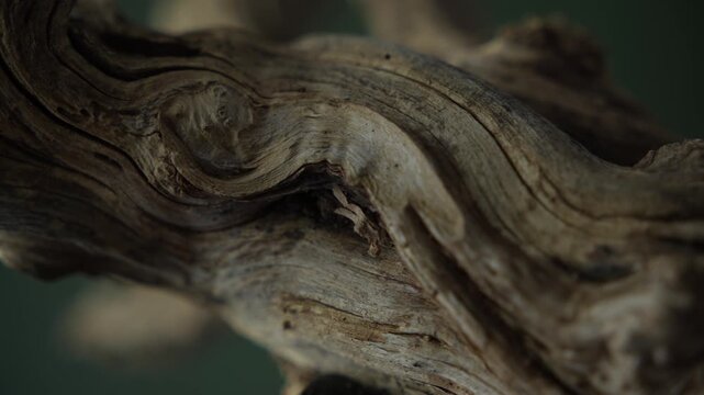 Twisted wood grain texture with organic driftwood macro detail