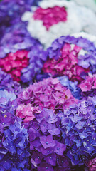 Obraz premium Hydrangea flowers in vibrant shades of purple and pink blooming in a garden