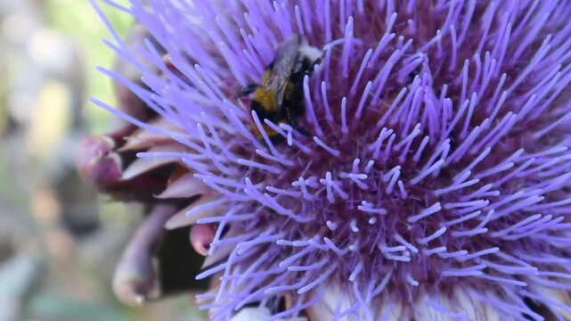 Ape intenta a raccogliere nettare su una grande infiorescenza viola, con filamenti sottili e luminosi che creano una texture intricata, in una scena naturale ricca di dettagli che esalta il momento de