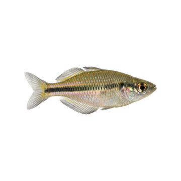 Side view of a murray river rainbowfish 