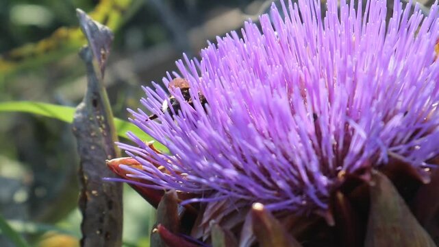 Ape intenta a raccogliere nettare su una grande infiorescenza viola, con filamenti sottili e luminosi che creano una texture intricata, in una scena naturale ricca di dettagli che esalta il momento de