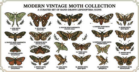 Modern Vintage Moth Collection Featuring Hand Drawn Lepidoptera Species Icons Luna Atlas Deaths Head Hawkmoth and Sphinx Insect Vector Illustrations © MdSabbirHossen