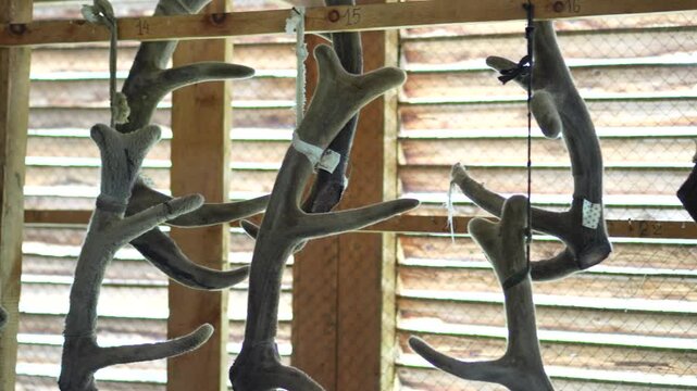 A cinematic close-up shot with shallow depth of field shifting focus along velvet maral deer antlers hanging to dry in a remote Altai workshop.